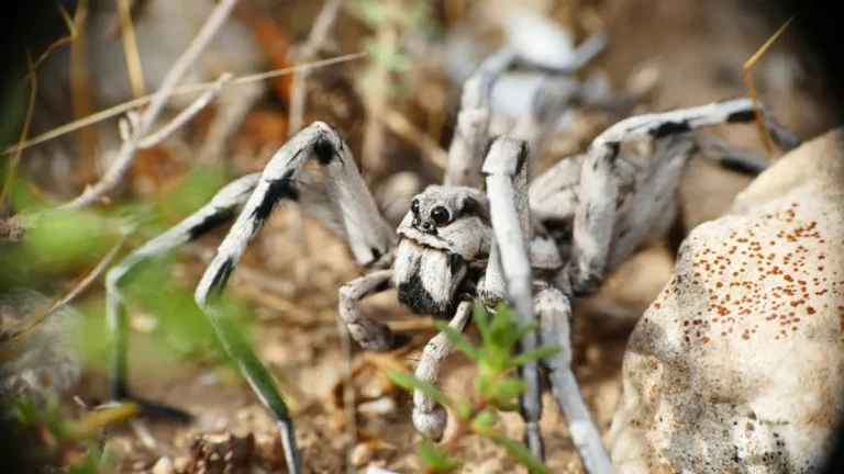Wolf Spider Bite Treatment at Home